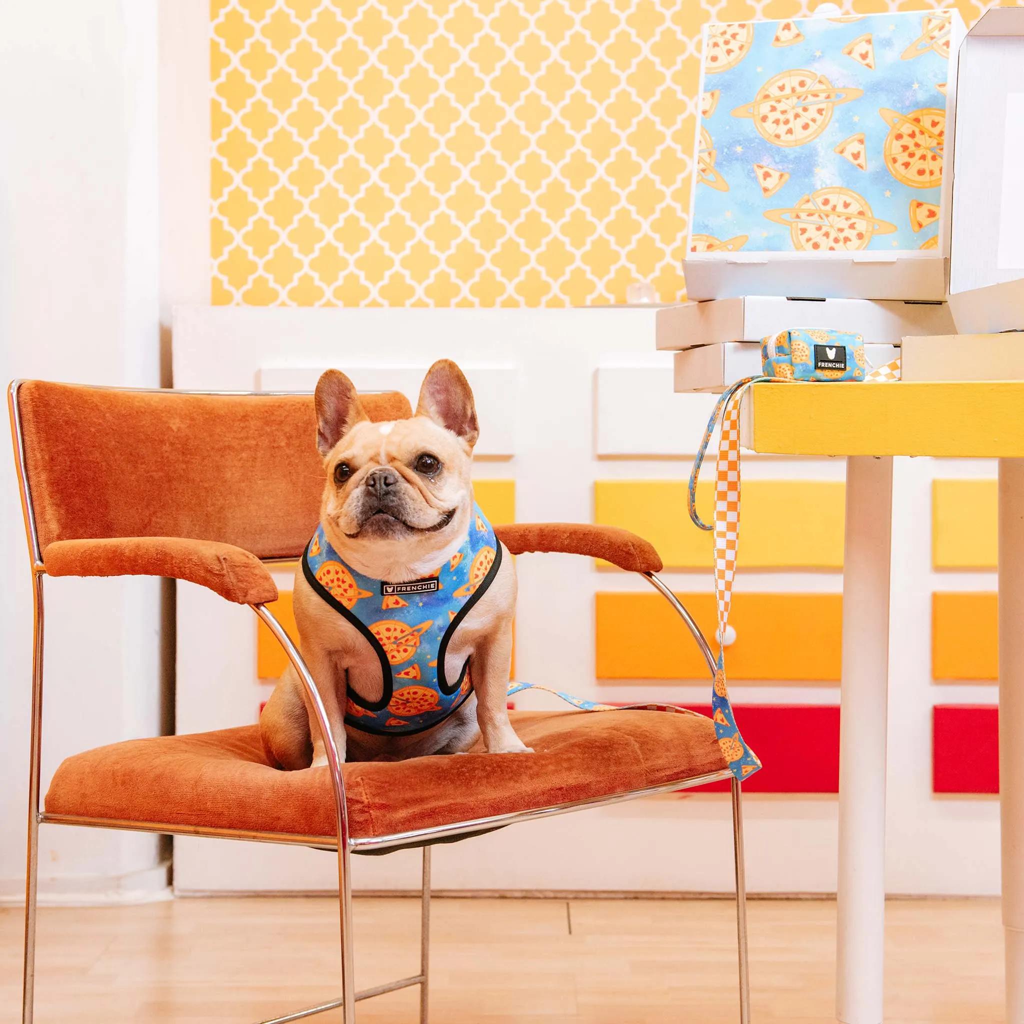 Frenchie Comfort Leash - Galaxy Pizza